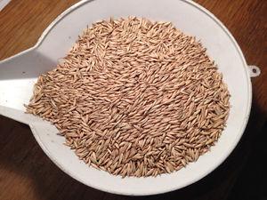 CDC Boyer. Certified#1 oat seed.