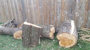 Free wood from tree