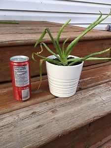 Aloe House Plant