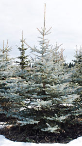 Colorado spruce 6-14 feet tall