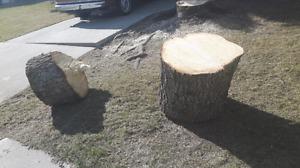 Free spruce firewood