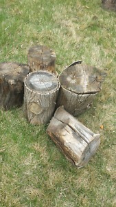 Maple stumps for firewood or other