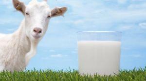 Wanted: Goat Milk