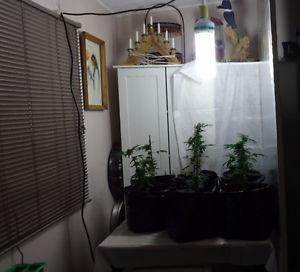 Exceptional Grow Light