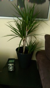 Real plant for sale, moving must go