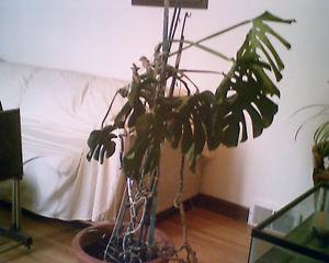 Split Leaf Philodendron - Indoor Houseplant