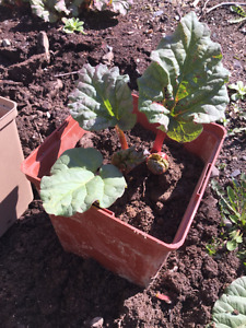 Strawberry Rhubard Plants// 4-5" pots