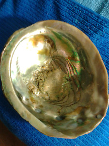 Wanted: Stunning Abalone Shell