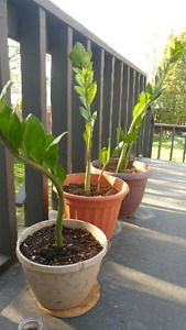 Indoor House Plants!