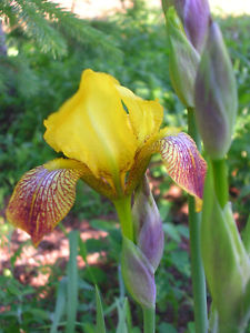 Iris Perennial Plants