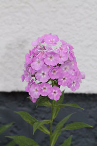 Light Purple Phlox