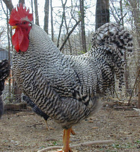 4 barred rock laying hens and one rooster