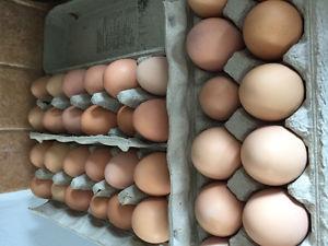 Fresh farm eggs 5$ a dozen