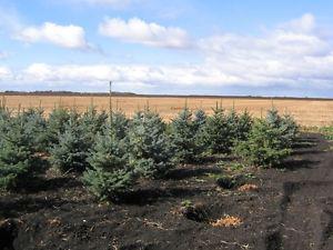 SPRUCE trees 4 ft