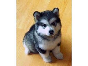 2 Adorable Pomsky Puppies Adelaide FOR SALE ADOPTION