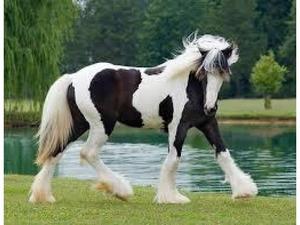 Beautiful Gypsy Vanner Horse thats great on the trails Broome FOR SALE ADOPTION