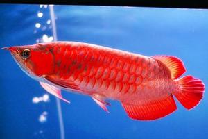 Tropical Red and Golden Asian Arowana Fishes FOR SALE ADOPTION