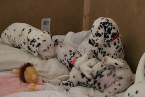 6 Dalmatian Puppies FOR SALE ADOPTION