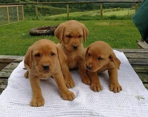 Beautiful litter of Fox Red and Yellow KC registered Labrador puppies