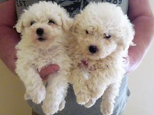 Bichon Frise Puppies FOR SALE ADOPTION