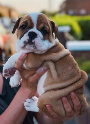 Cute and lovey English Bulldog puppies available FOR SALE ADOPTION