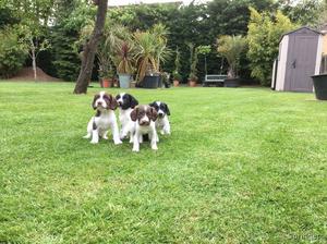 English Springer Spaniel Pups FOR SALE ADOPTION