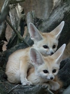 Great Social Fennec foxs for sale FOR SALE ADOPTION