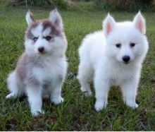 Pomsky Puppies FOR SALE ADOPTION