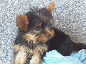 Yorkshire Terrier puppies FOR SALE ADOPTION