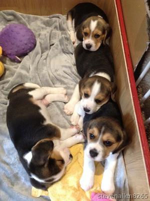 registered Beagle puppies FOR SALE ADOPTION