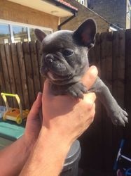 Blue French Bulldog puppies for adoption FOR SALE ADOPTION