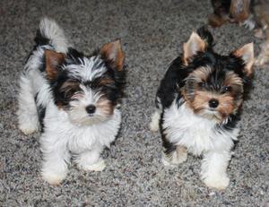 Energetic And Active Biewer Puppies For adoption FOR SALE ADOPTION