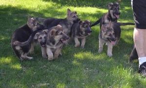 Impressive Working Line German Shepherd puppies FOR SALE ADOPTION