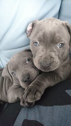 Solid Blue Staffordshire Bull Terrier Puppies FOR SALE ADOPTION