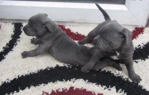 Staffordshire Bull Terrier Puppies for re homing FOR SALE ADOPTION