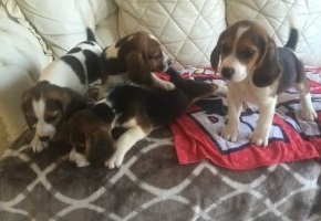 Stunning Beagle Puppies Available Now FOR SALE ADOPTION
