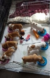 Stunning British bulldog puppies for any pet lover FOR SALE ADOPTION