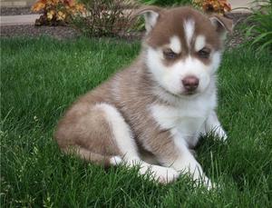 male and female huskies for all FOR SALE ADOPTION