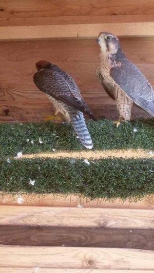 2 Lanner Falcons FOR SALE ADOPTION