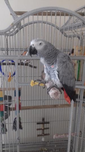 African Gray FOR SALE ADOPTION