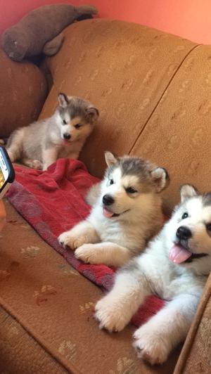 Alaskan Malamute Puppies available now FOR SALE ADOPTION