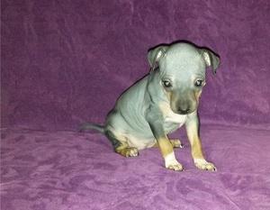 American Hairless Terrier Puppies for Rehoming FOR SALE ADOPTION