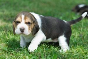 Beagle Puppies Available FOR SALE ADOPTION