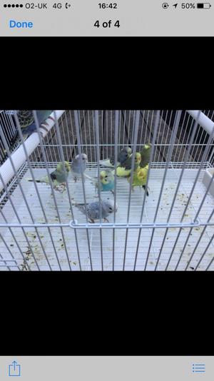 Budgies For Sale FOR SALE ADOPTION