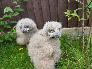 European Eagle Owl Chick FOR SALE ADOPTION