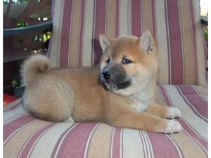 FAMILY RAISED SHIBA INU PUPPIES FOR SALE FOR SALE ADOPTION