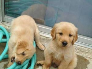 Golden Retriever Puppies FOR SALE ADOPTION