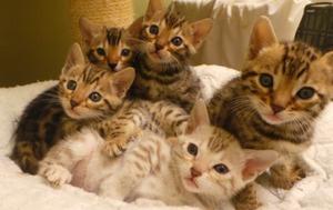 Gorgeous Bengal kittens available FOR SALE ADOPTION