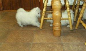 Gorgeous Samoyed Puppies For Sale FOR SALE ADOPTION