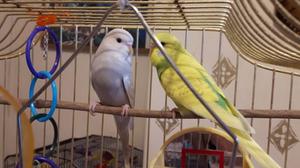 Gorgeous Young Budgies FOR SALE ADOPTION